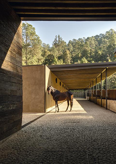 Caballos en el Proyecto Ecuestre de Manuel Cervantes